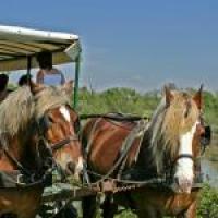 caleche2MaraisVigueirat.3408384a1cc108683a4abf3533c597f0168