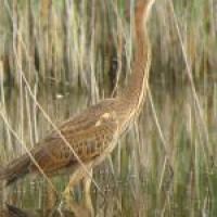 heron_mdv.3408384a1cc108683a4abf3533c597f0168