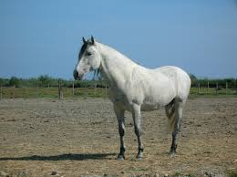 cheval de camargue