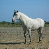 cheval de camargue