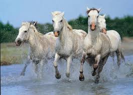 chevaux de camargue