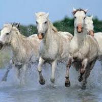 chevaux de camargue