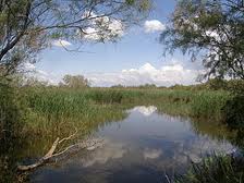 la camargue