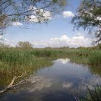 la camargue