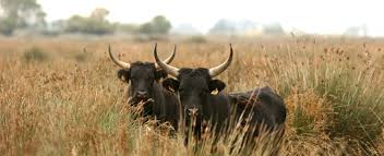 Arles, la camargue